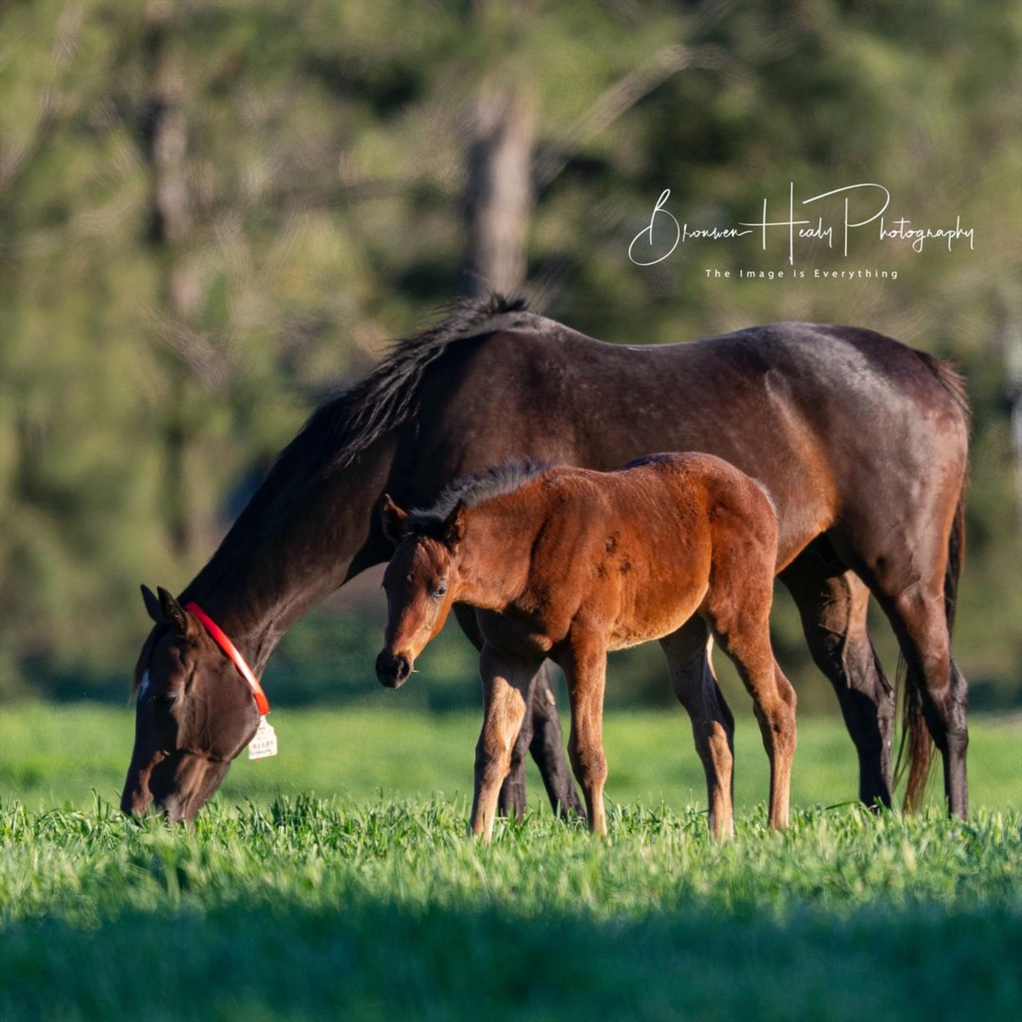 Amelia's Jewel pictured as a foal. Image: Bronwen Healy