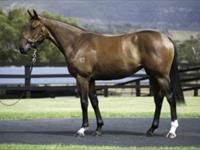 Frankel filly tops Cressfield Stud's draft