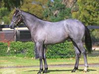 Magic Millions purchases