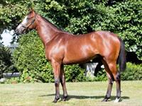 Astute yearling purchases @ NZB