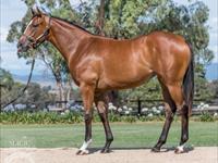 Recap January yearling purchase