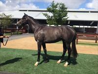 Fast grey colt heads to Hong Kong