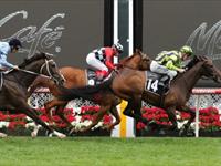 Ventura Storm salutes in Moonee Valley Cup