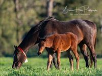 Siyouni's Amelia's Jewel Goes Two for Two in Gimcrack