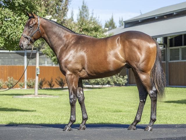 It pays to buy mares with Astute Bloodstock