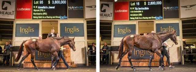 Astute Bloodstock Mares Gross $8.8 Million at Inglis Chairman’s