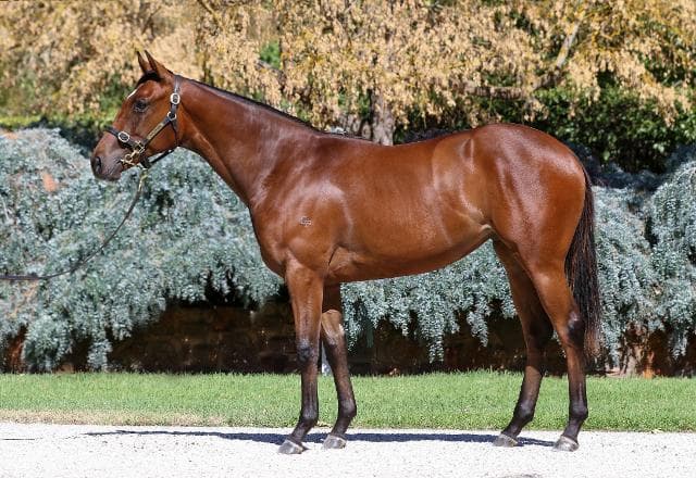Astute Bloodstock Swoop on Gilgai Farm Fillies